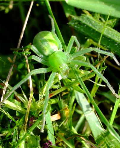 Micrommata virescens