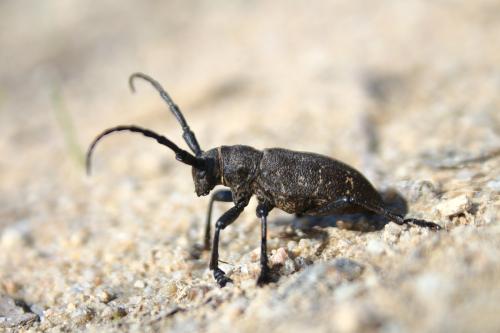 Lamia textor