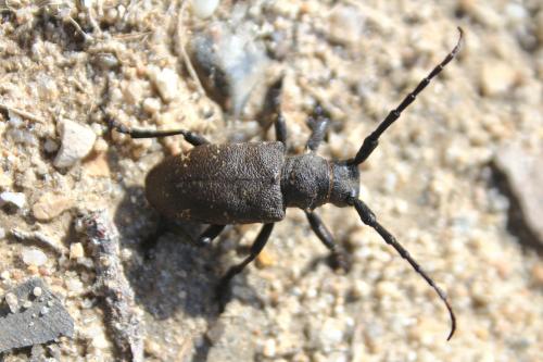 Réf. 140 407 : Lamia textor