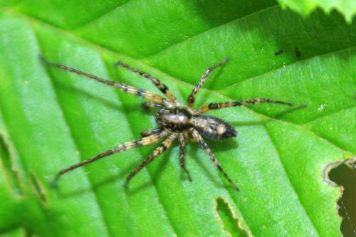 Anyphaena accentuata