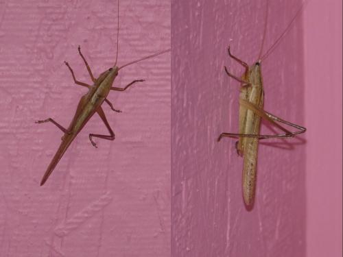 Conocephalinae