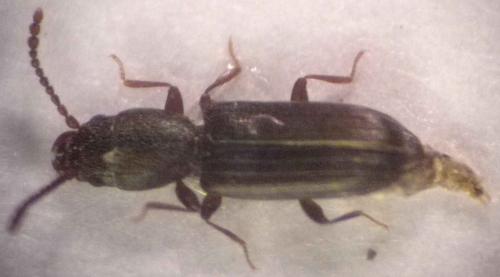 Cryptolestes ferrugineus
