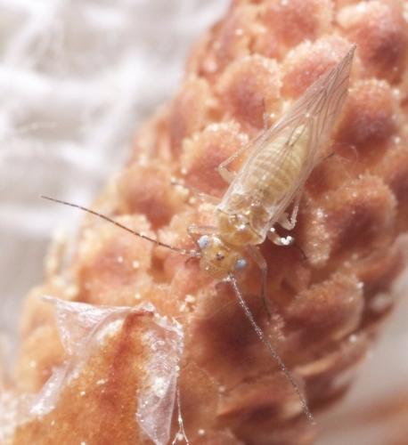 Réf. 140 509 : Cuneopalpus cyanops