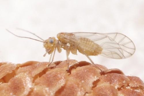 Réf. 140 510 : Cuneopalpus cyanops