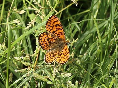Melitaea sp.