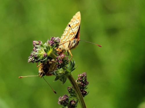 Melitaea deione