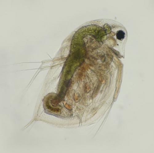 Réf. 140 691 : Daphnia pulex