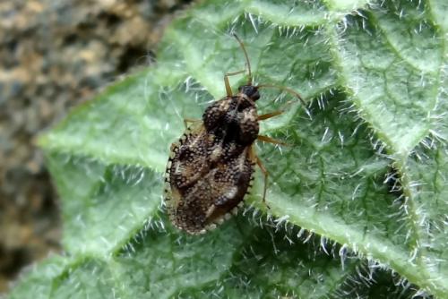 Dictyla humuli