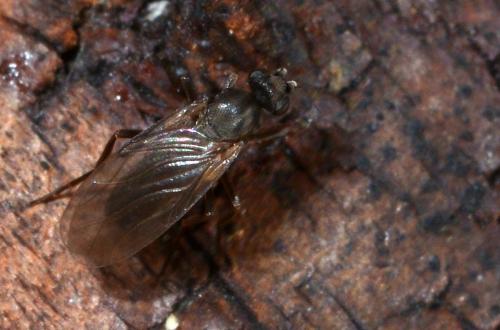 Gymnophora sp.