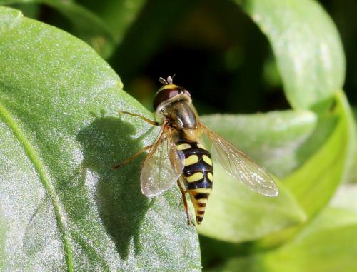 Réf. 140 210 : Eupeodes luniger
