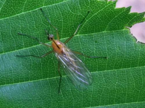 Réf. 140 535 : Empis stercorea