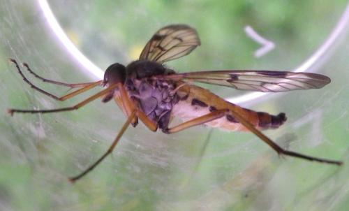 Rhagio scolopaceus