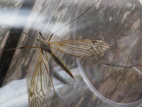 Tipula pabulina
