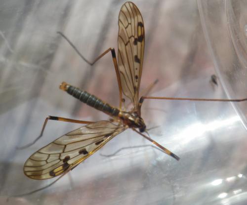 Réf. 140 122 : Metalimnobia quadrinotata