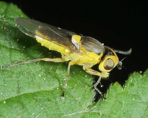 Réf. 140 769 : Chlorops sp.
