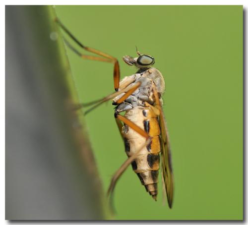 Réf. 140 486 : Rhagio scolopaceus