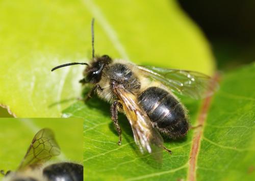 Andrena (scotica-trimmerana)