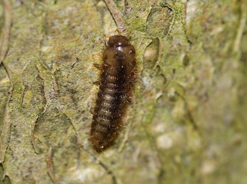 Réf. 140 797 : Lagria sp.
