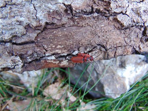 Pyrrhidium sanguineum