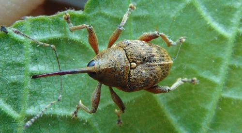 Réf. 140 153 : Curculio nucum