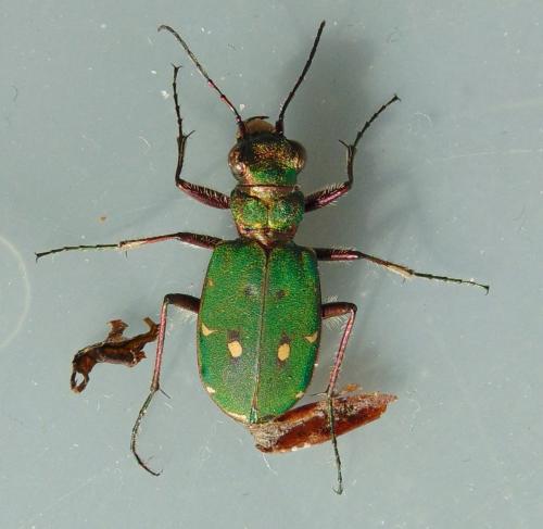 Cicindela campestris