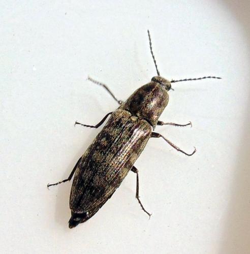 Actenicerus sjaelandicus