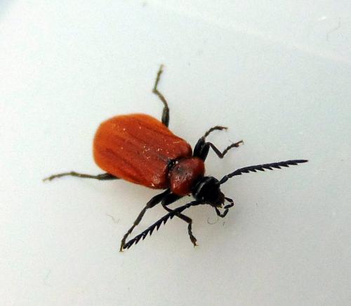 Schizotus pectinicornis