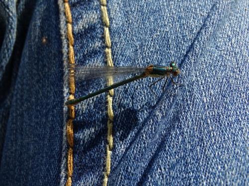 Lestes dryas