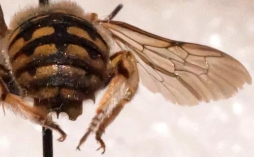 Anthidium loti