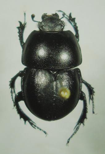 Réf. 140 415 : Thorectes orocantabricus