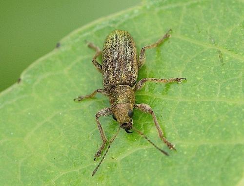 Pachyrhinus sp.