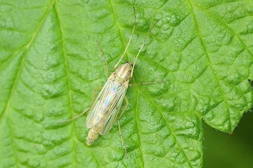 Chironomus sp.