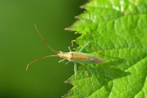 Stenodema sp.