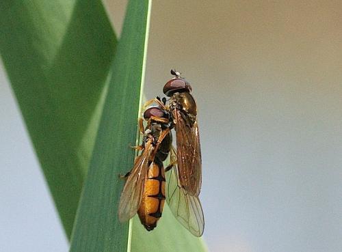 Platycheirus fulviventris