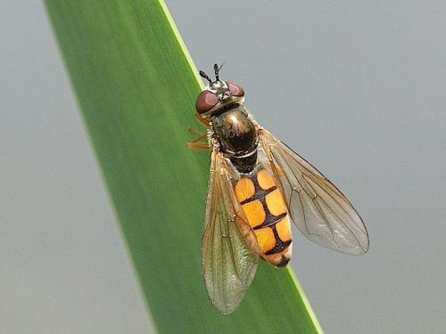 Platycheirus fulviventris