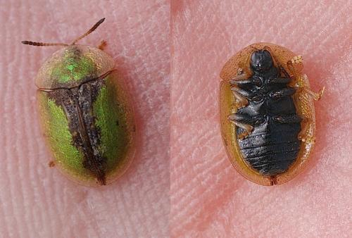 Réf. 140 457 : Cassida vibex