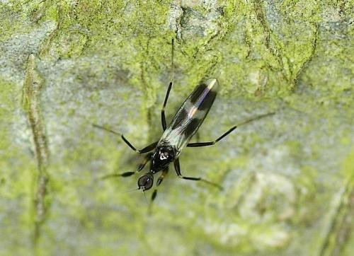 Réf. 140 516 : Tachydromia sp.