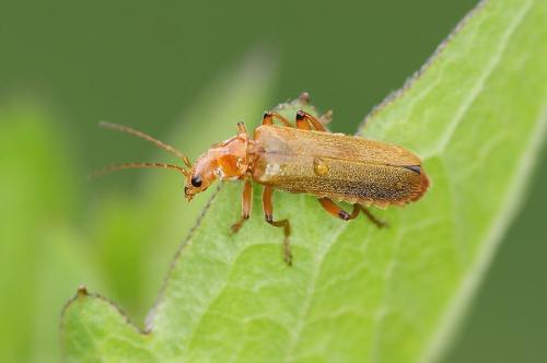 Réf. 140 511 : Cantharis sp.