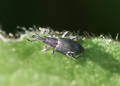 Réf. 140 917 : Aspidapion radiolus