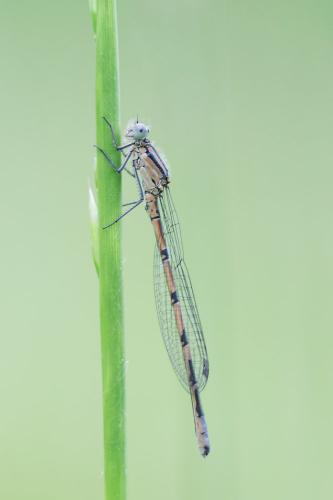 Réf. 140 286 : Enallagma cyathigerum