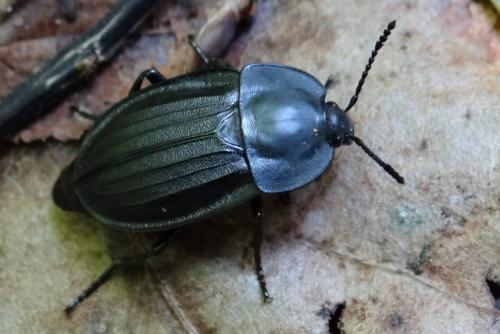 Réf. 140 858 : Silpha carinata