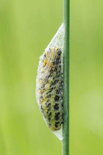 Réf. 140 656 : Zygaena sp.