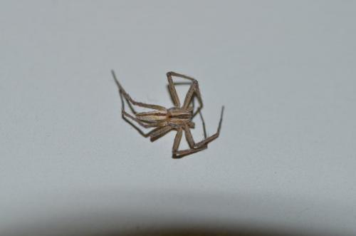 Réf. 140 892 : Tibellus sp.