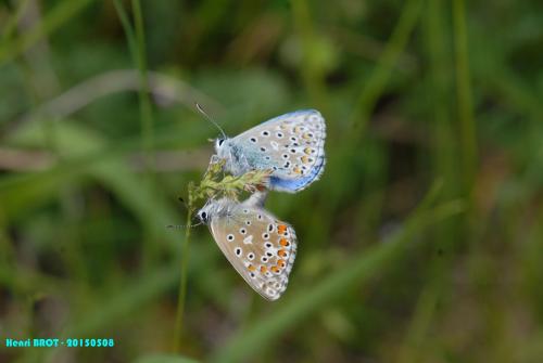 Polyommatus bellargus
