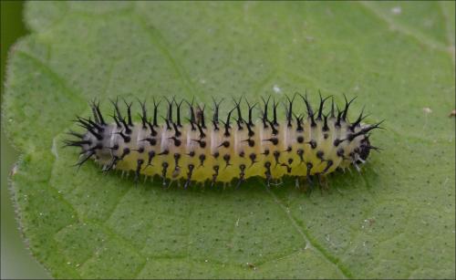 Réf. 140 167 : Periclista pubescens