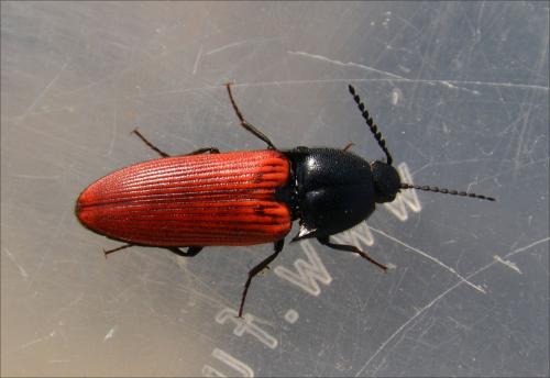 Réf. 140 273 : Ampedus sanguineus