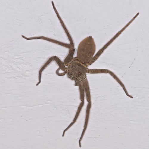 Réf. 140 239 : Heteropoda sp.