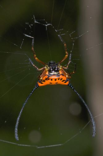 Réf. 140 012 : Macracantha arcuata