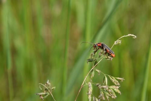 Cantharis rustica