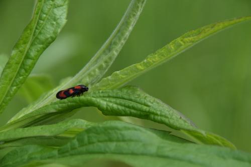 Cercopis vulnerata